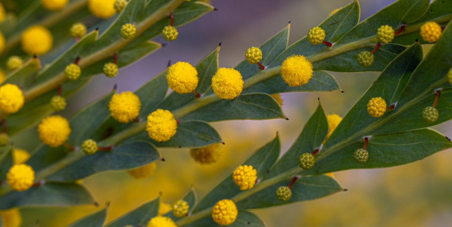 Wattle Roots Celebrate National Wattle Day by looking out for the Acacia ...