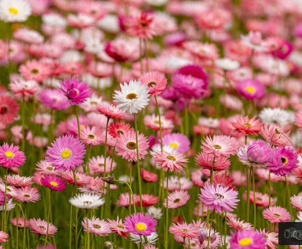 Celebrate Western Australia’s unique wildflowers this Spring Image