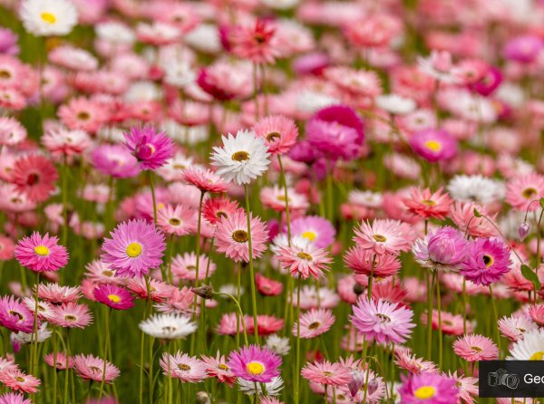 Celebrate Western Australia’s unique wildflowers this Spring Image