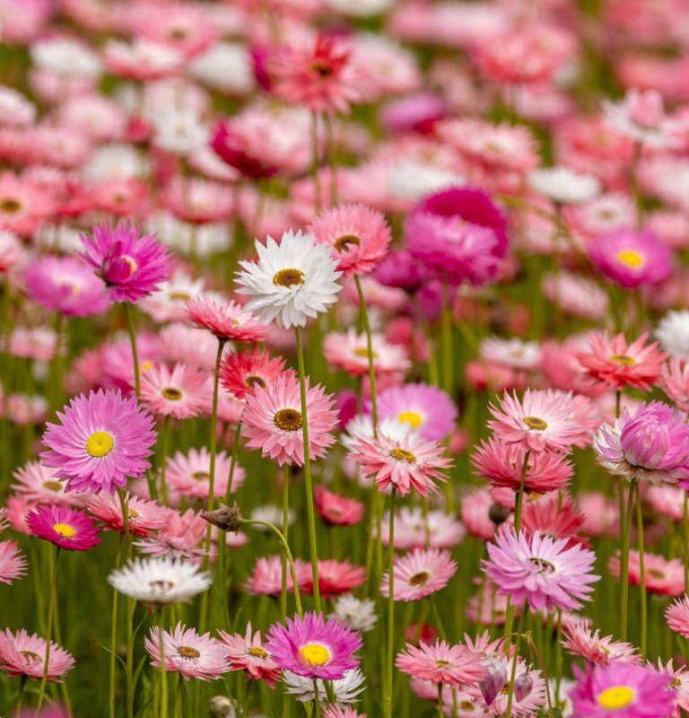 Celebrate Western Australia’s unique wildflowers this Spring Image