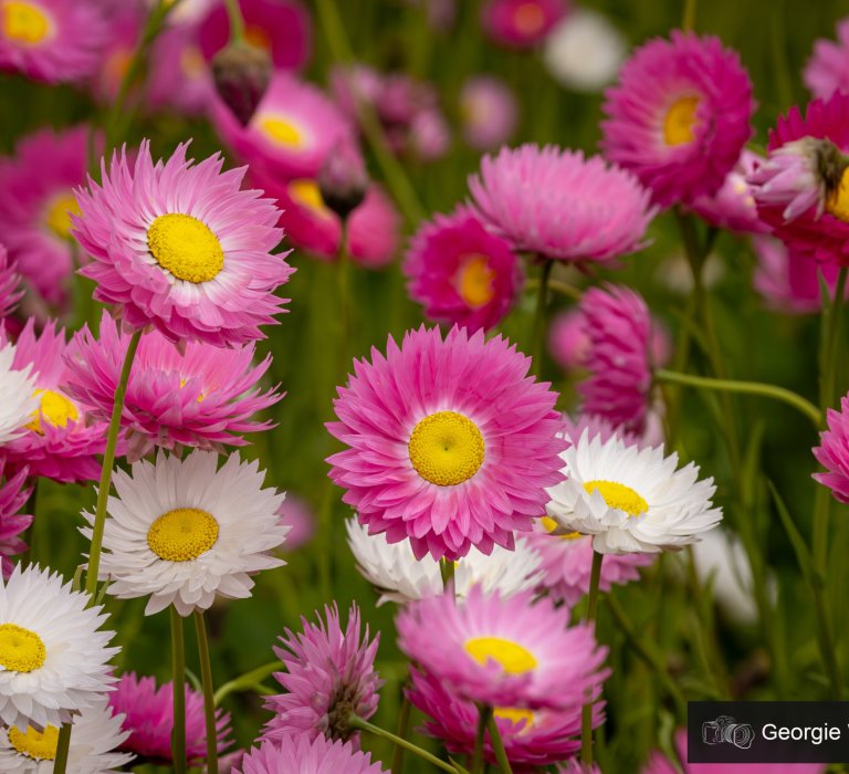 kpg_flowers_pink everlastings-3