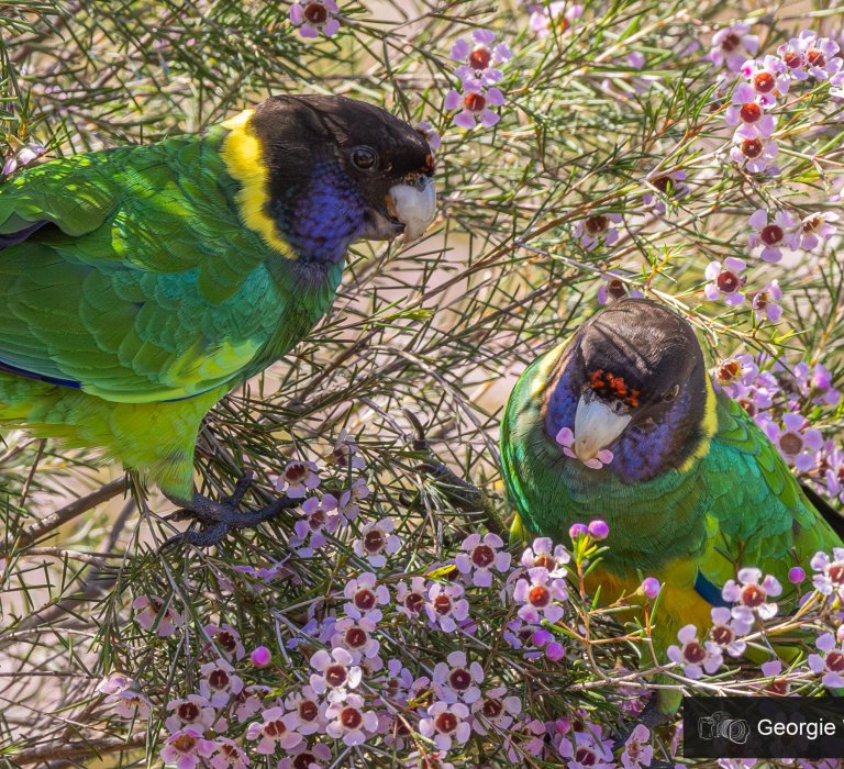 Finding Our Fabulous Feathered Friends Image