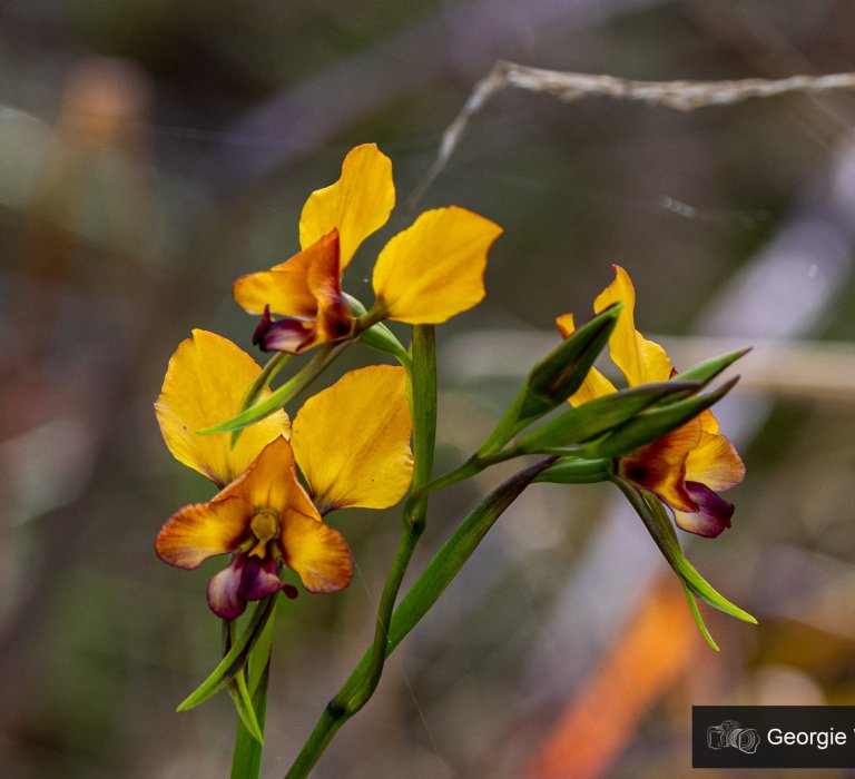 Celebrate Western Australia’s unique wildflowers this Spring Image