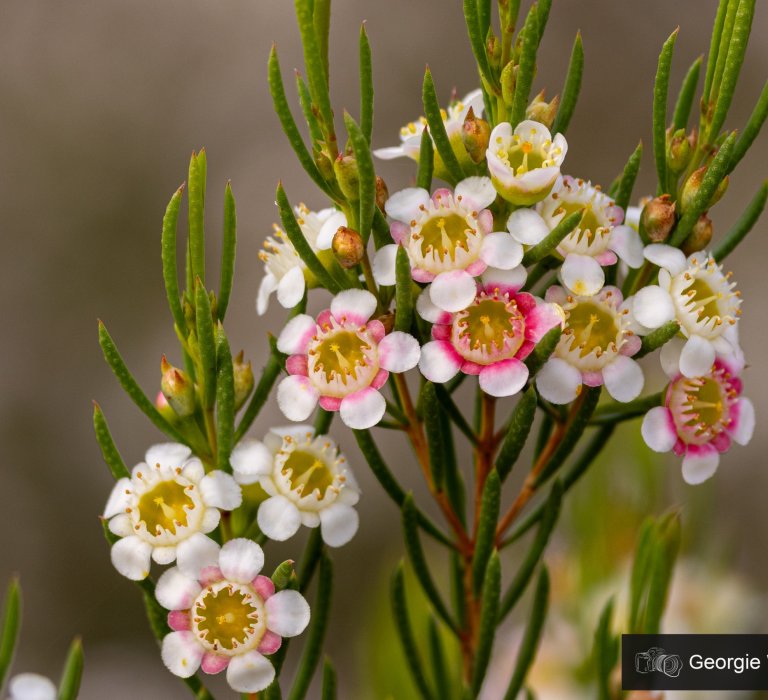 Discover Kings Park Image