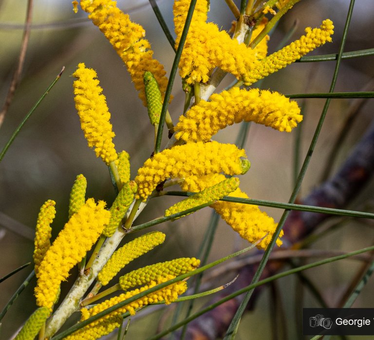 KPG_Flowers_Long-leaved Wattle