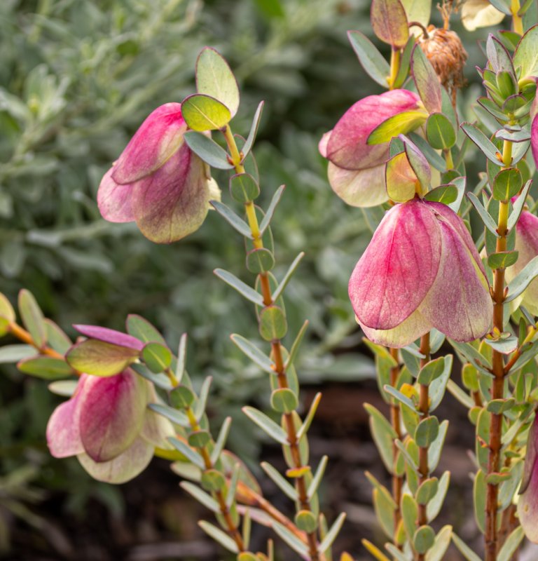 Explore the highlights of Kings Park with our Guides Image