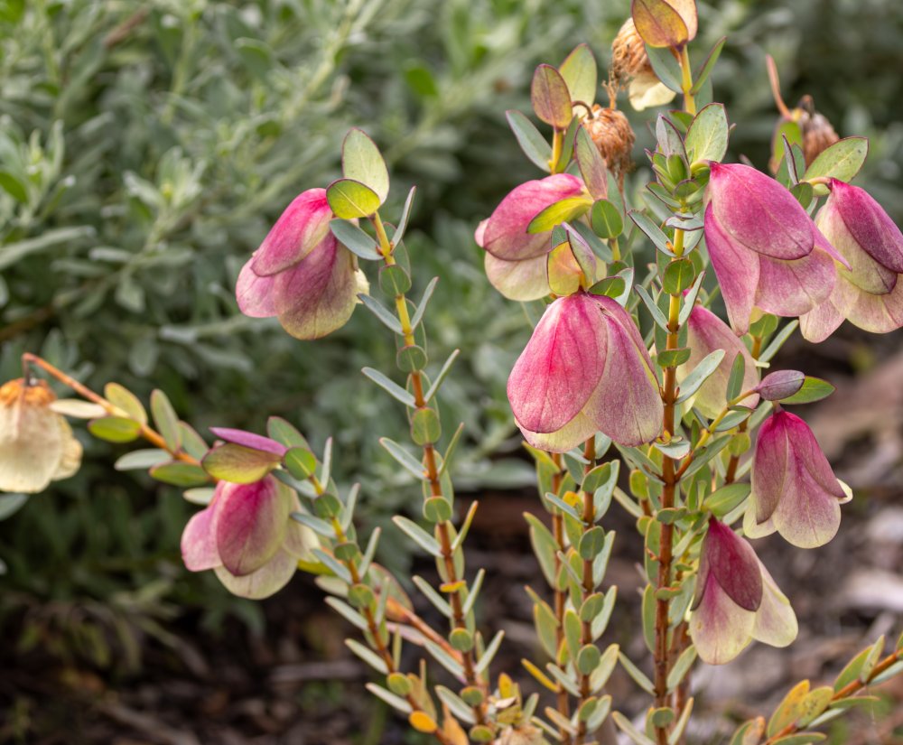 Beautiful Qualup Bell flowering now in the Botanic Gardens Image