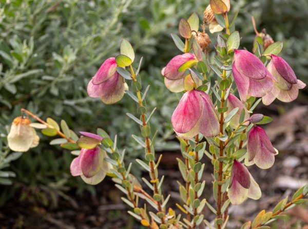Beautiful Qualup Bell flowering now in the Botanic Gardens Image
