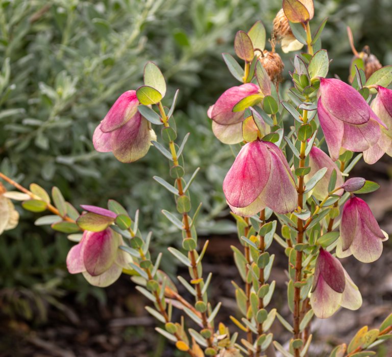Beautiful Qualup Bell flowering now in the Botanic Gardens Image