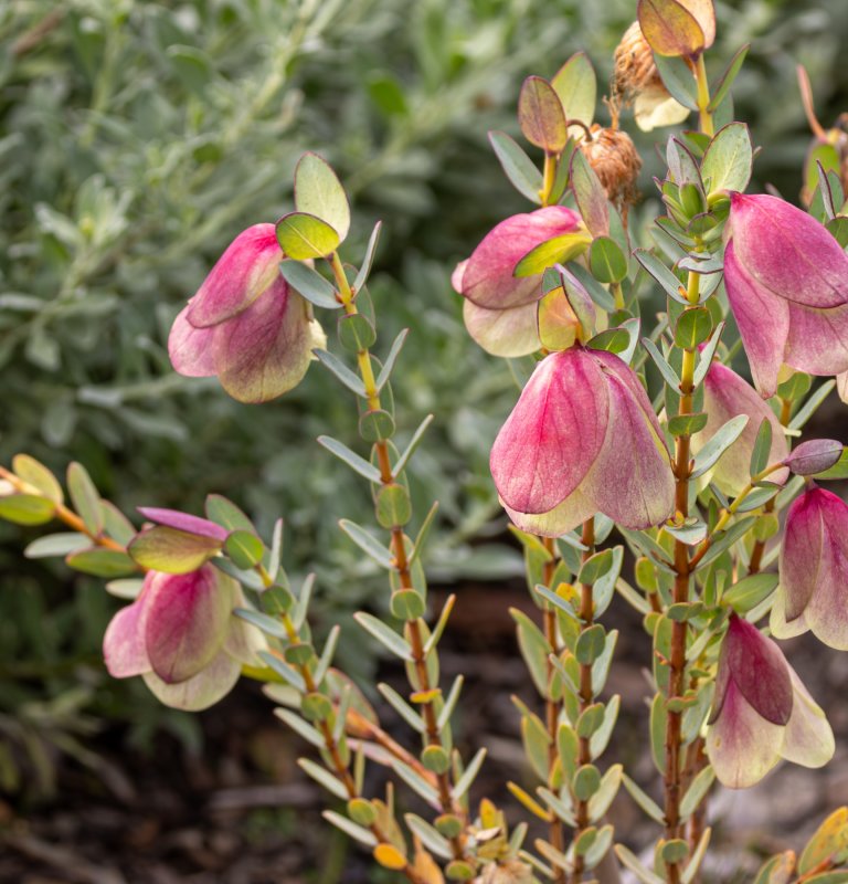 Beautiful Qualup Bell flowering now in the Botanic Gardens Image