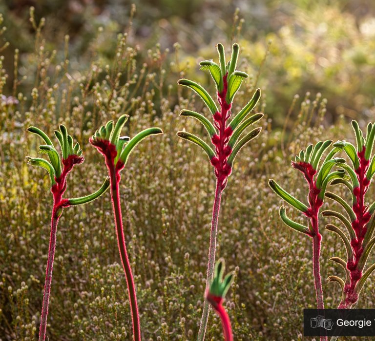 Guides’ plant of the month for October Image