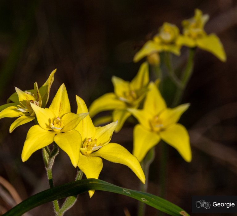 Winter rains bring the bushland to life Image