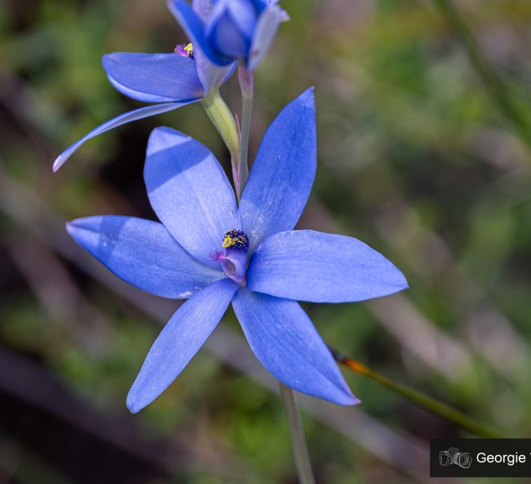 Winter rains bring the bushland to life Image