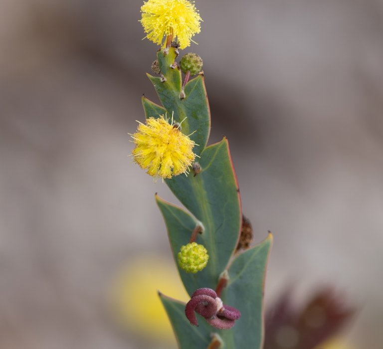 Celebrate National Wattle Day! Image