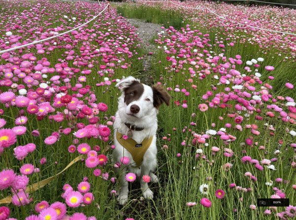 Themed Walks Image