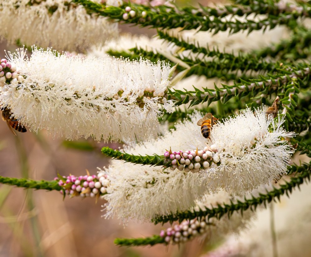 Discover Kings Park Image