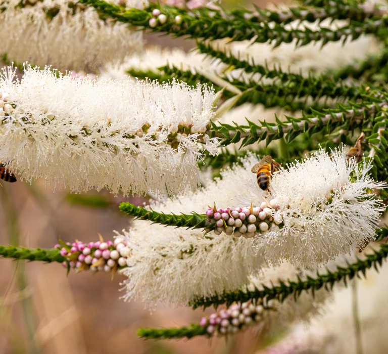 Seasonal Walks Image