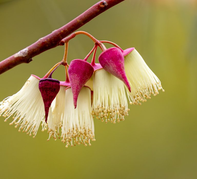 KPG_Flowers_Pink Mallee = Eucalyptus rosacea
