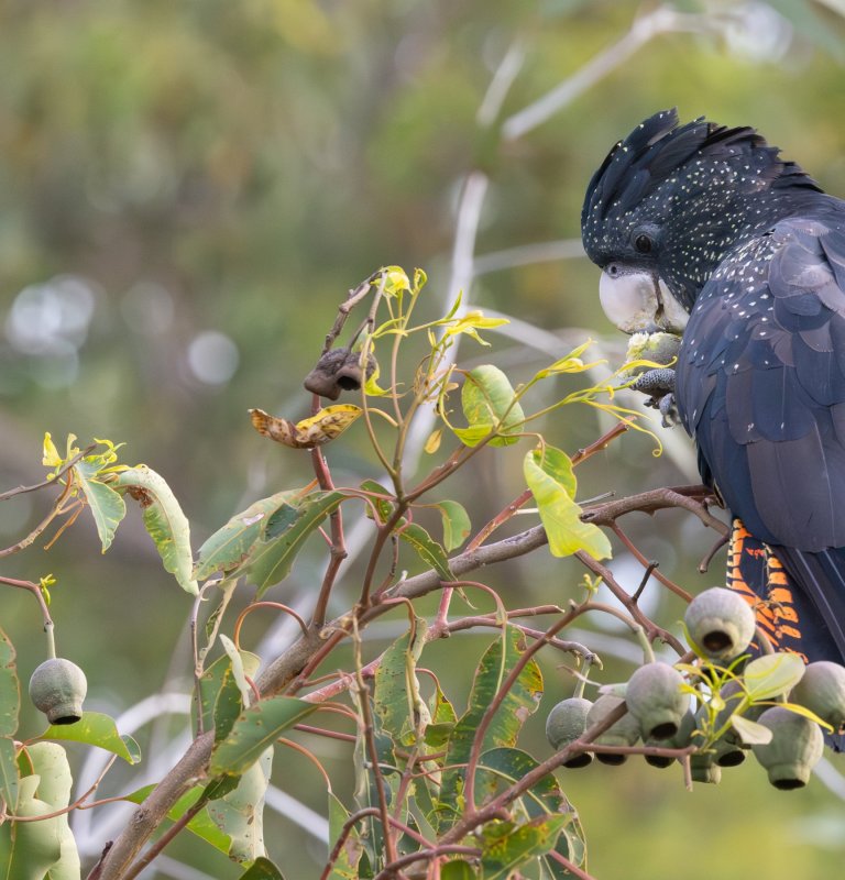Explore the highlights of Kings Park with our Guides Image
