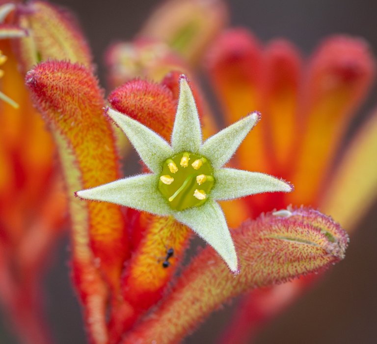 Guides’ plant of the month for October Image
