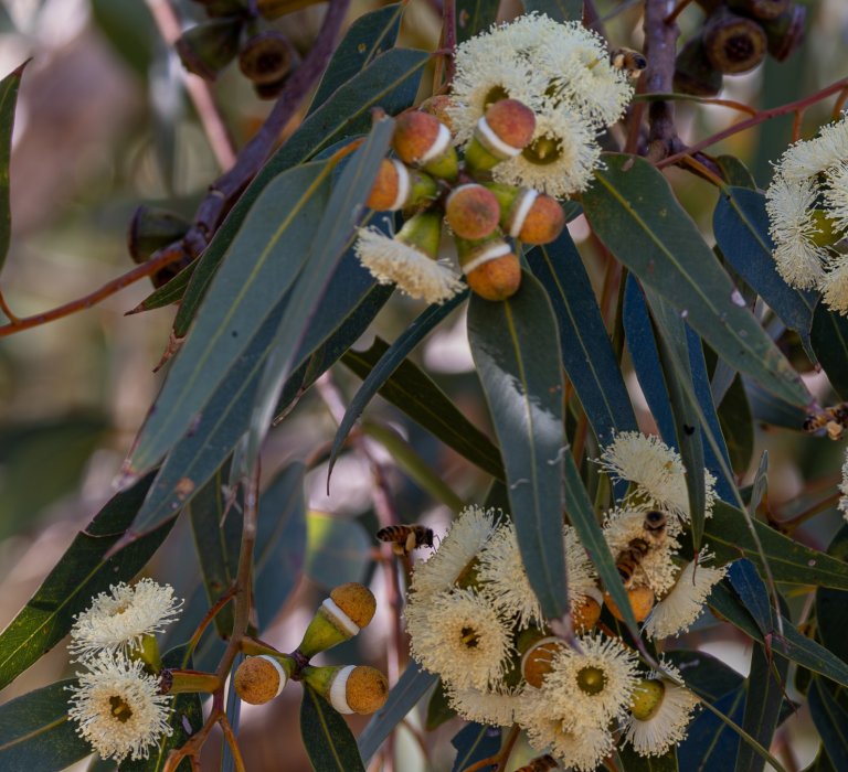 Let’s cherish and celebrate the Tuart! Image