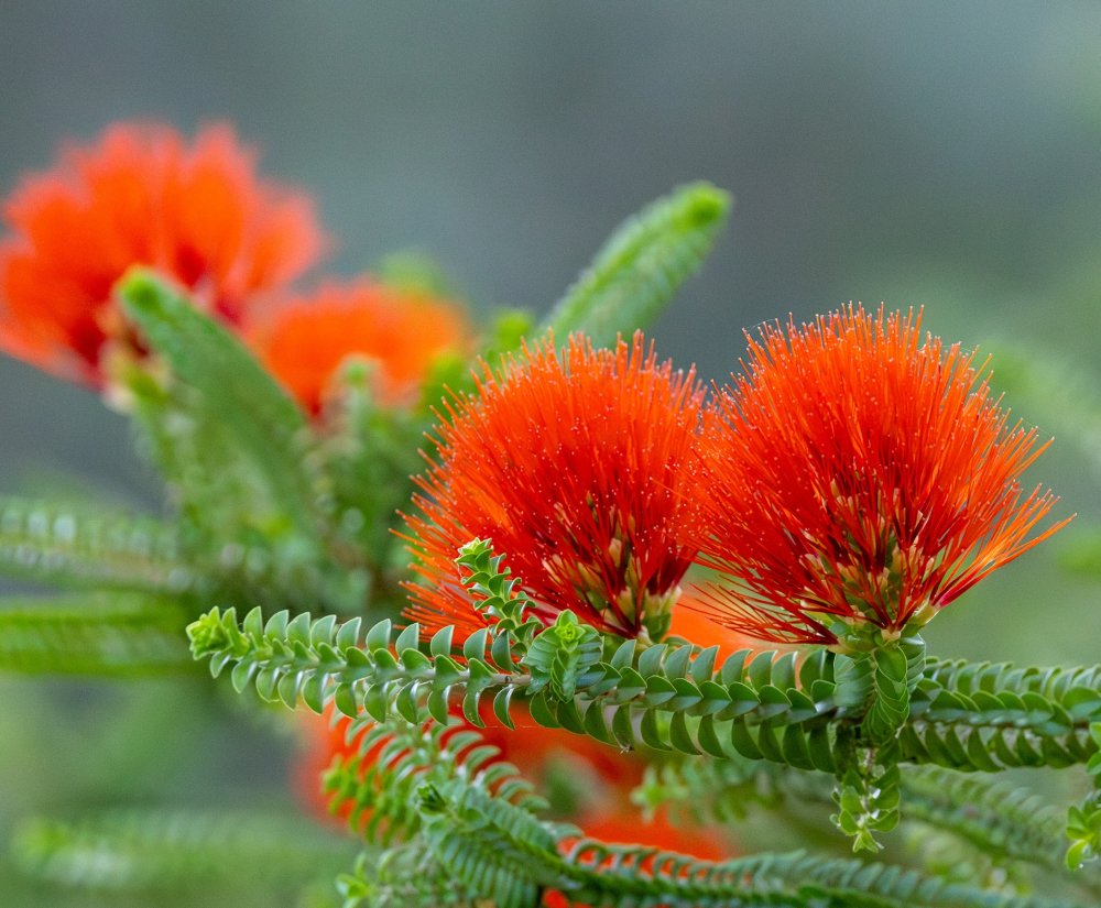 Guides’ plant of the month for November Image