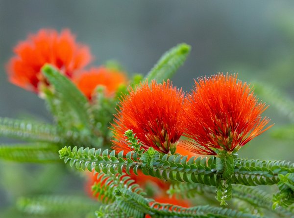 Guides’ plant of the month for November Image