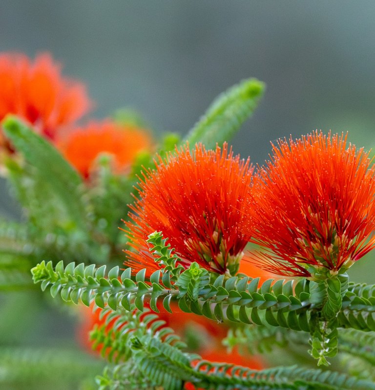 Guides’ plant of the month for November Image