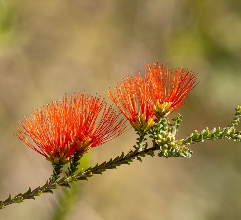 Guides’ plant of the month for November Image