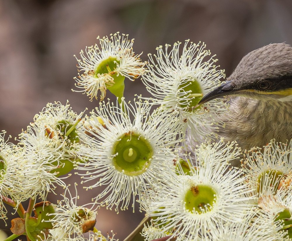 Celebrate National Eucalypt Day! Image