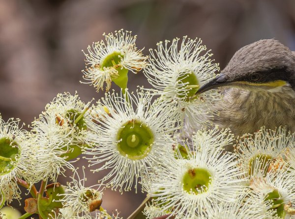 Celebrate National Eucalypt Day! Image