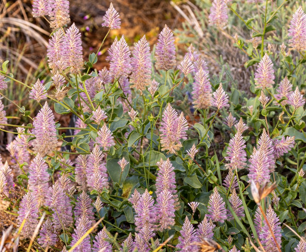 Guide’s plant of the month – Ptilotus exaltatus Image