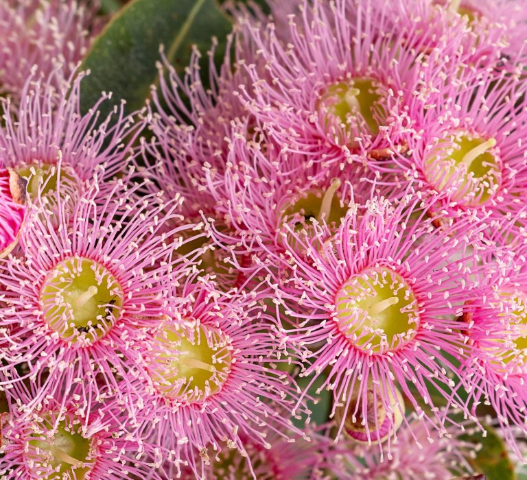Pink flowering eucalyptus. Corymbia ficifolia x calophylla.