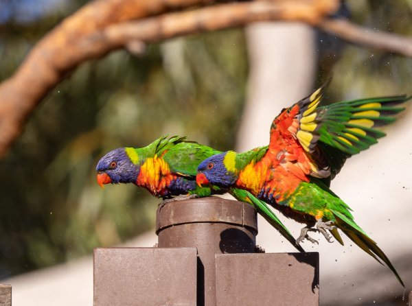 Birds Image