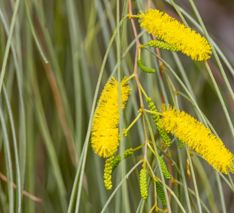 Guides’ plant of the month for May Image