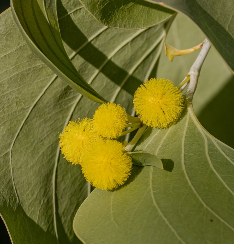 Guide’s plant of the month – Acacia dunnii Image