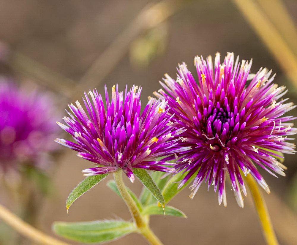 Discover Kings Park Image