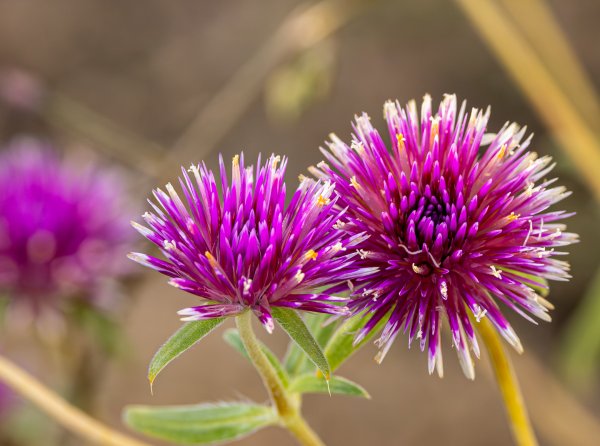 Discover Kings Park Image