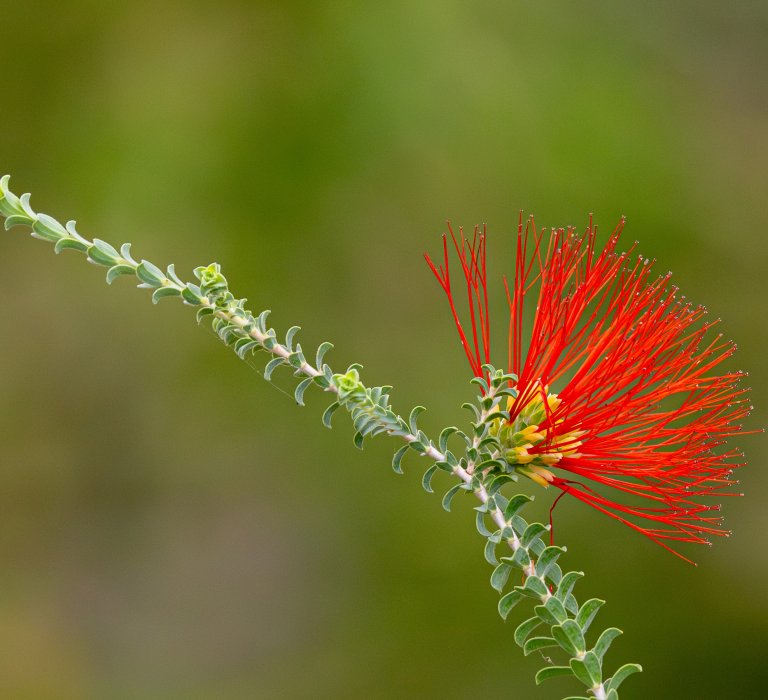 Guides’ plant of the month for November Image