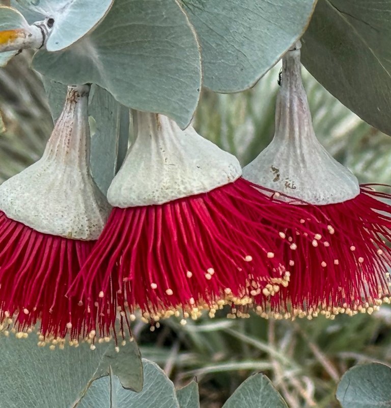 Rose Mallee is a stunning small eucalypt that grows in various parts of the park.