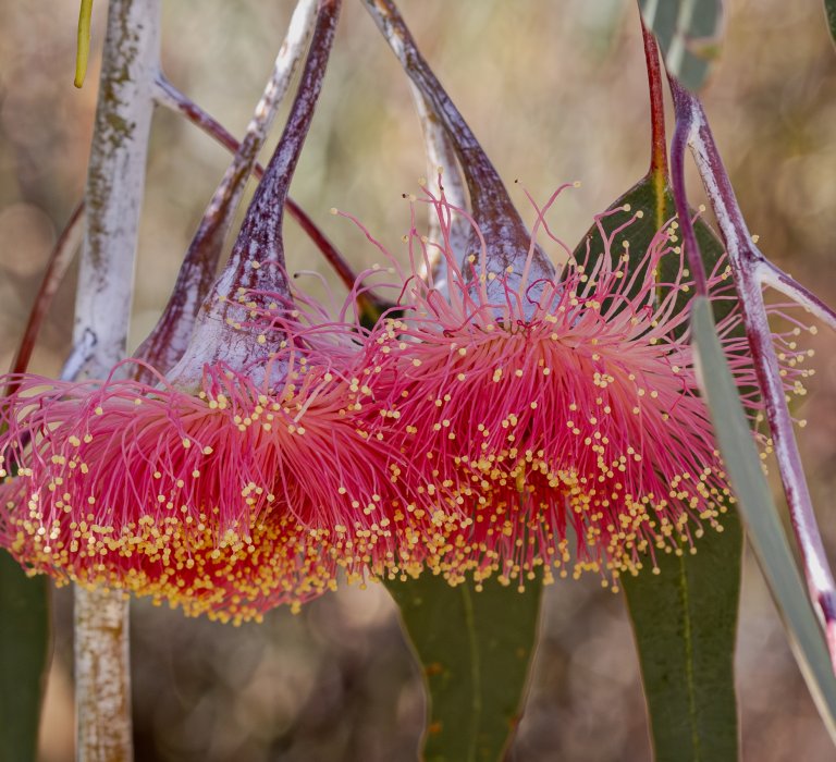 Flowers on this attractive pink flowering gum hang down, as so the leaves.