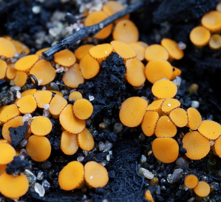 A small, disc-shaped fungus that emerges after a summer fire.