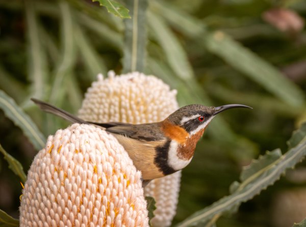 Birds Image