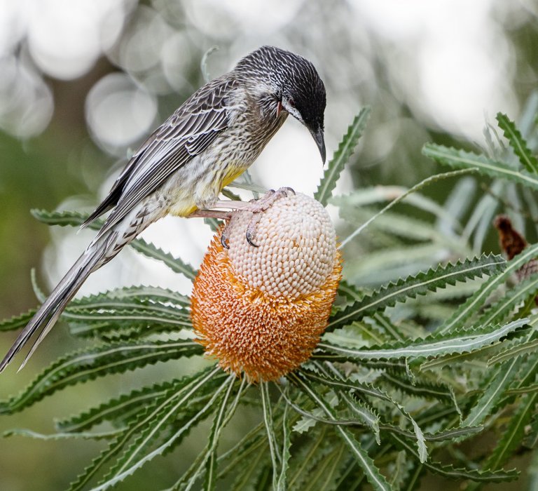 KPG_Flowers_Banksia Prionotes_Acorn Banksia