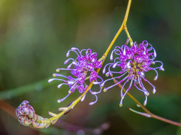 Flowers Image