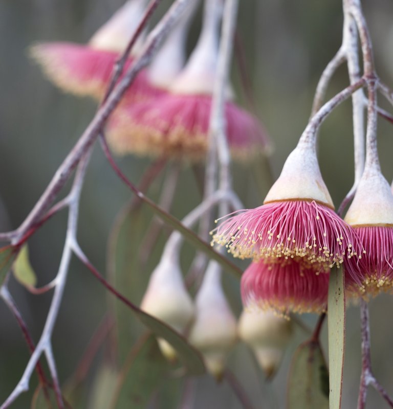 Discover the stunning beauty of our wildflowers Image
