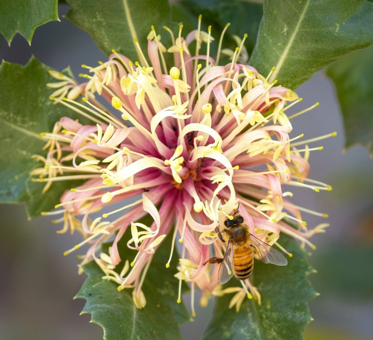 Botanic Gardens week 2026 Image