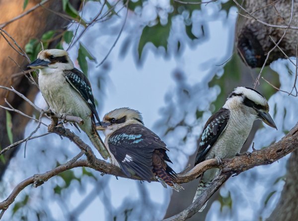 Birds Image