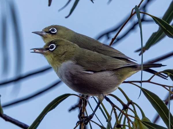 Birds Image