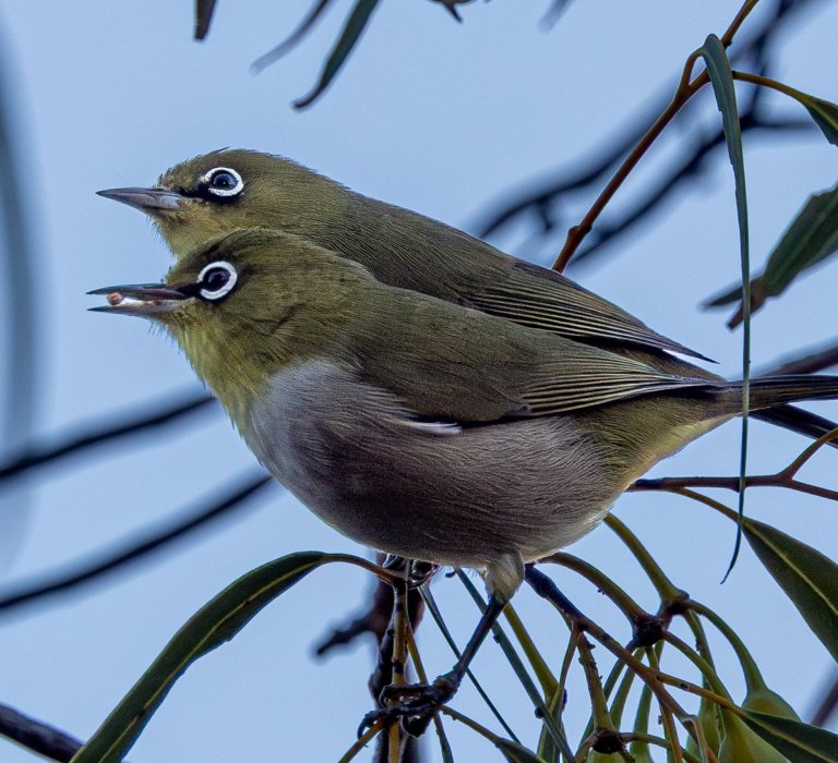 KPG_Birds_Silvereyes